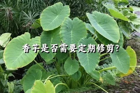 香芋是否需要定期修剪？