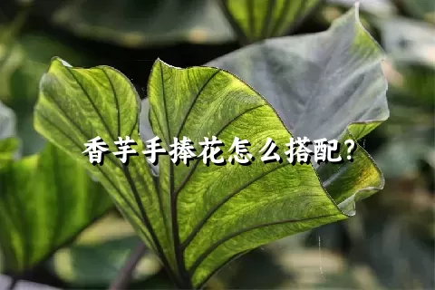 香芋手捧花怎么搭配？