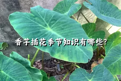 香芋插花季节知识有哪些？