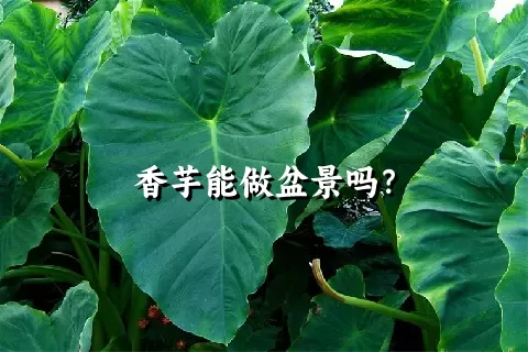 香芋能做盆景吗？