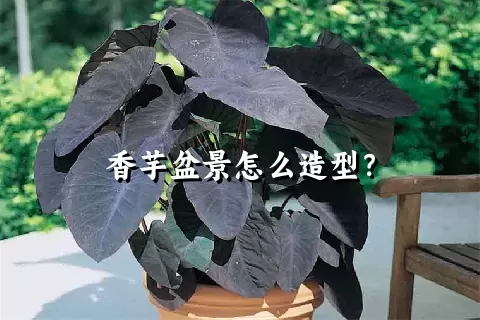 香芋盆景怎么造型？