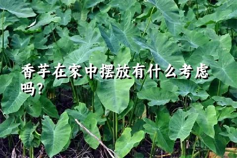 香芋在家中摆放有什么考虑吗？