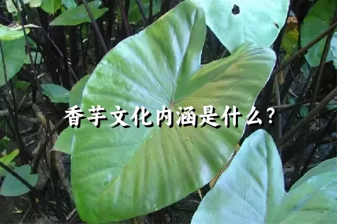 香芋文化内涵是什么？