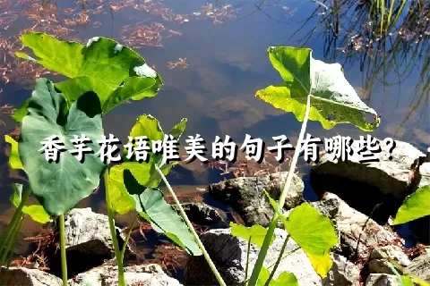 香芋花语唯美的句子有哪些？