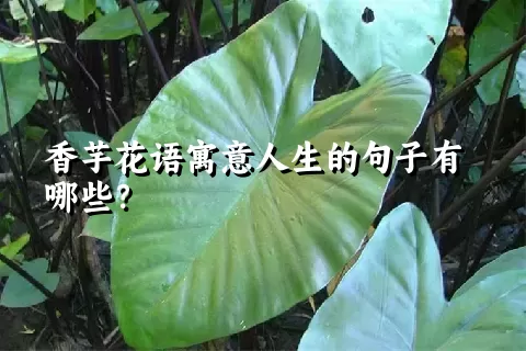 香芋花语寓意人生的句子有哪些？