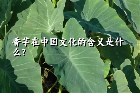 香芋在中国文化的含义是什么？