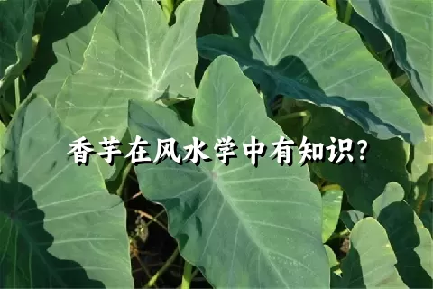 香芋在风水学中有知识？