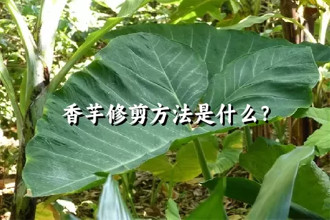 香芋修剪方法是什么？