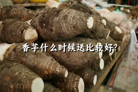 香芋什么时候送比较好？