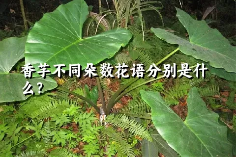 香芋不同朵数花语分别是什么？