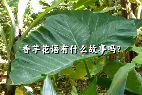 香芋花语有什么故事吗？