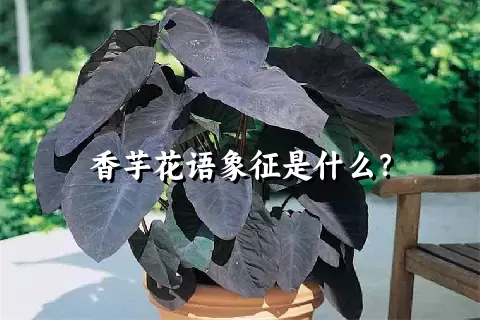 香芋花语象征是什么？