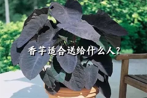 香芋适合送给什么人？