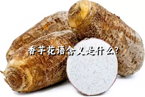 香芋花语含义是什么？