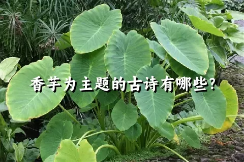 香芋为主题的古诗有哪些？