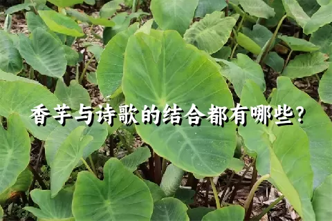 香芋与诗歌的结合都有哪些？