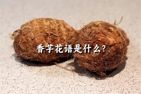 香芋花语是什么？