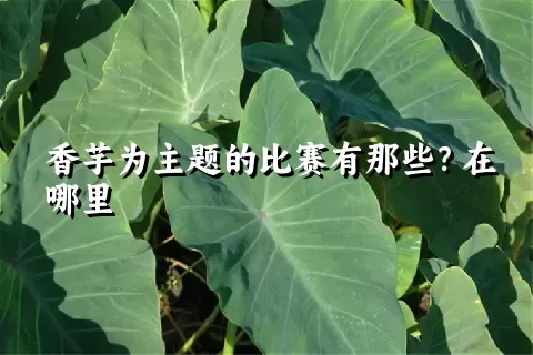 香芋为主题的比赛有那些？在哪里