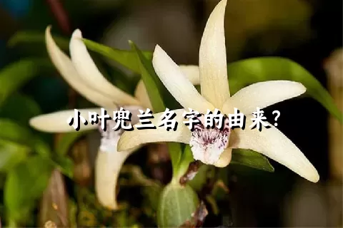 小叶兜兰名字的由来？