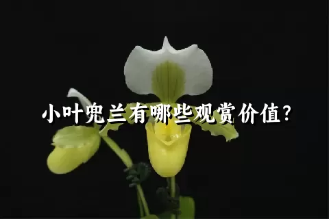 小叶兜兰有哪些观赏价值？