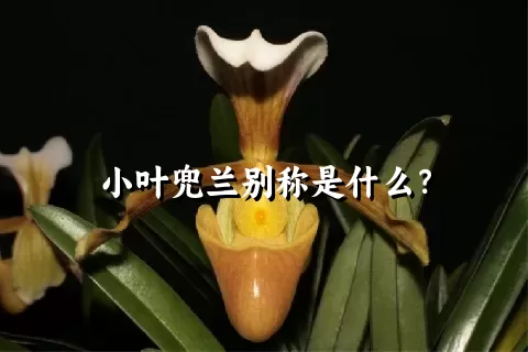 小叶兜兰别称是什么？