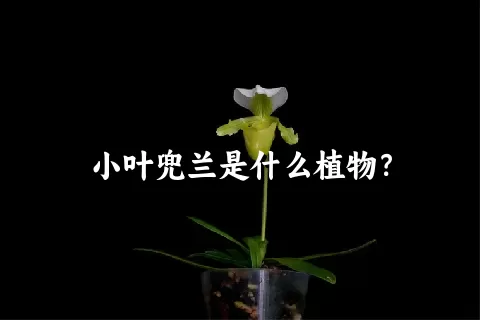 小叶兜兰是什么植物？