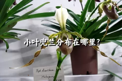 小叶兜兰分布在哪里?