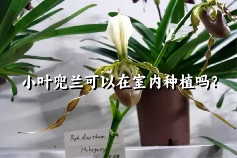 小叶兜兰可以在室内种植吗？