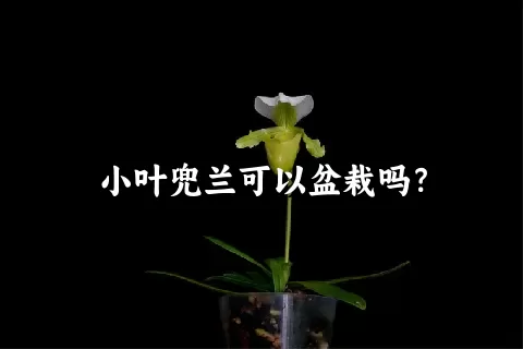 小叶兜兰可以盆栽吗？