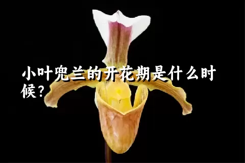 小叶兜兰的开花期是什么时候？