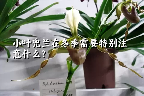 小叶兜兰在冬季需要特别注意什么？