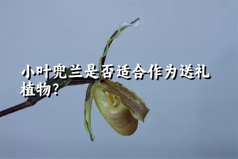 小叶兜兰是否适合作为送礼植物？