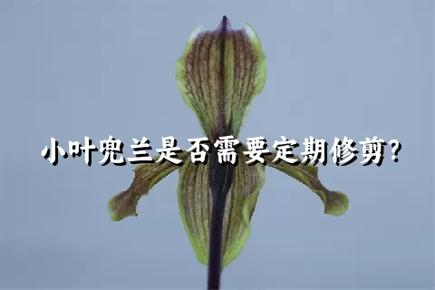 小叶兜兰是否需要定期修剪？