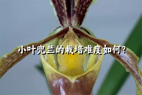 小叶兜兰的栽培难度如何？