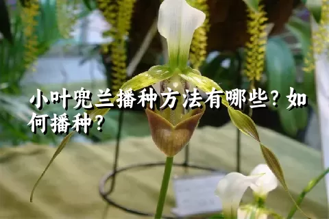 小叶兜兰播种方法有哪些？如何播种？