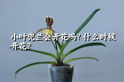 小叶兜兰会开花吗？什么时候开花？