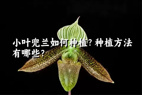 小叶兜兰如何种植？种植方法有哪些？