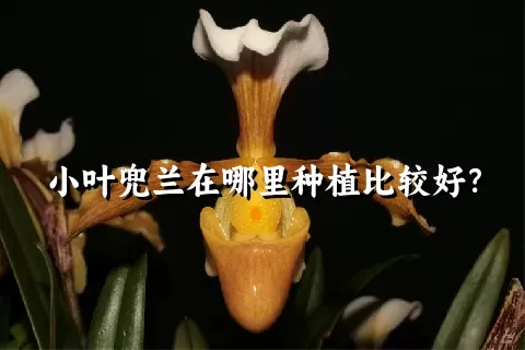 小叶兜兰在哪里种植比较好？