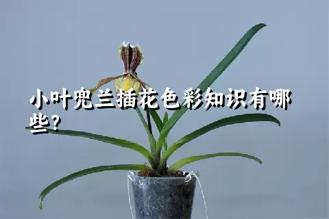 小叶兜兰插花色彩知识有哪些？