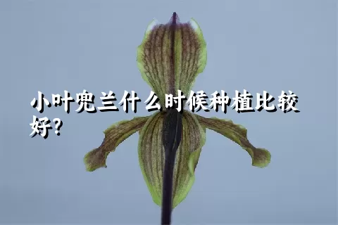 小叶兜兰什么时候种植比较好？