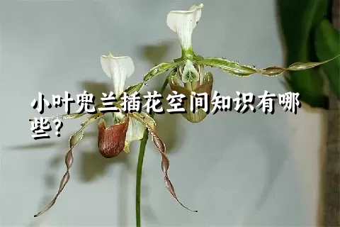 小叶兜兰插花空间知识有哪些？