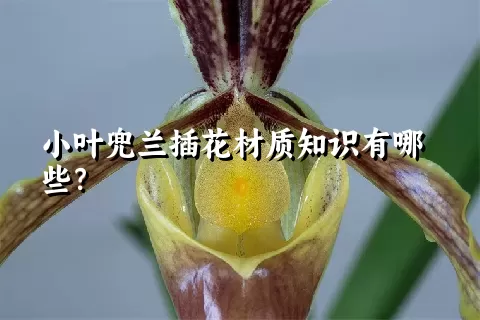 小叶兜兰插花材质知识有哪些？