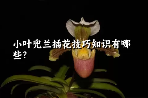 小叶兜兰插花技巧知识有哪些？