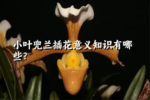 小叶兜兰插花意义知识有哪些？