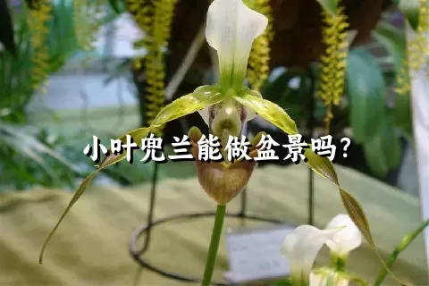 小叶兜兰能做盆景吗？