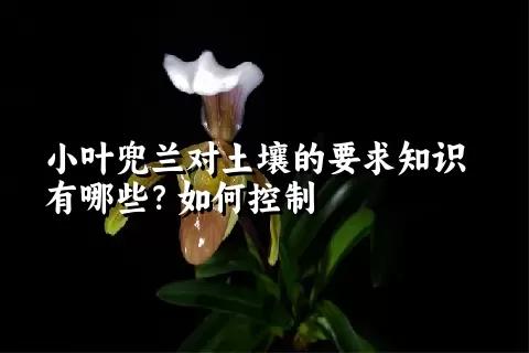 小叶兜兰对土壤的要求知识有哪些？如何控制