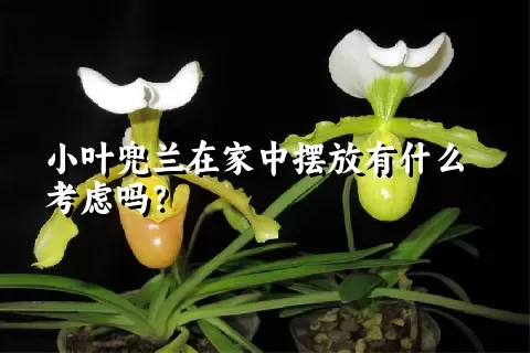 小叶兜兰在家中摆放有什么考虑吗？