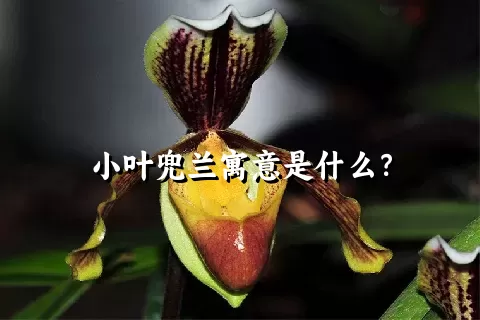 小叶兜兰寓意是什么？