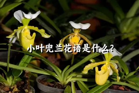 小叶兜兰花语是什么？