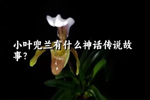 小叶兜兰有什么神话传说故事？